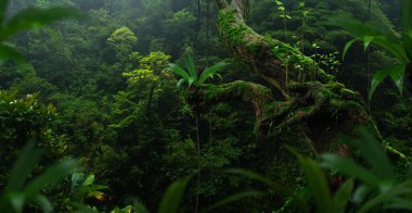 Bir sürü bitki içeren tropik orman manzarası