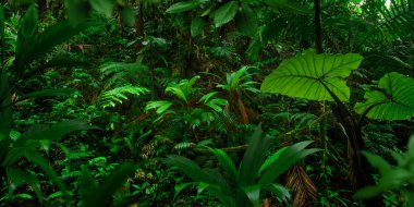 Bir sürü bitki içeren tropik orman manzarası
