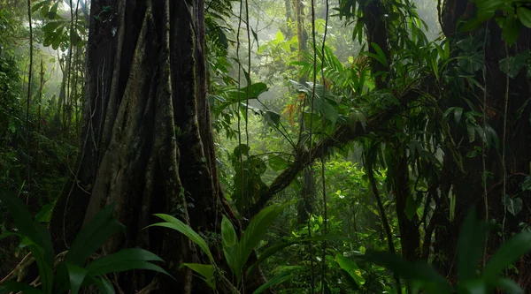 Tropisk Skoglandskap Med Mye Vegetasjon – stockfoto
