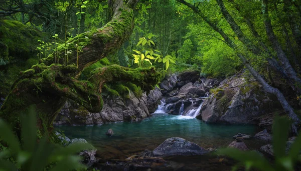 Krajobraz Lasów Tropikalnych Dużą Ilością Roślinności — Zdjęcie stockowe