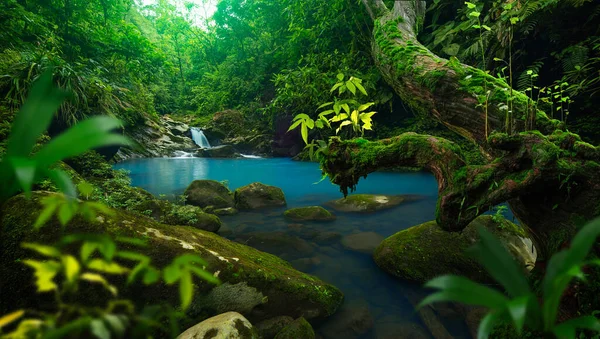 Bir Sürü Bitki Içeren Tropik Orman Manzarası — Stok fotoğraf