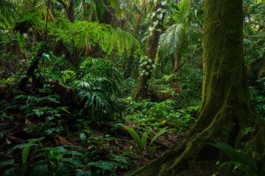 Büyük ağaçlı tropikal yağmur ormanları