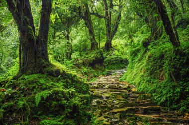 Büyük ağaçlı tropikal yağmur ormanları