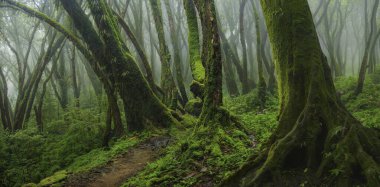 Orta Amerika 'da tropikal yağmur ormanları