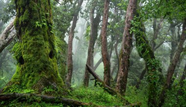 Orta Amerika 'da tropikal yağmur ormanları
