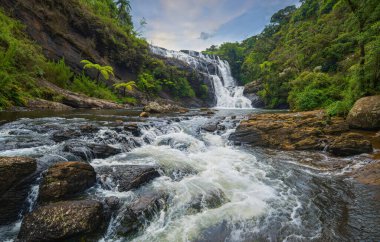 Orta Amerika 'da tropikal yağmur ormanları