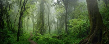 Orta Amerika 'da tropikal yağmur ormanları