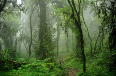 Orta Amerika 'da tropikal yağmur ormanları