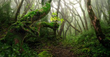 Orta Amerika 'da tropikal yağmur ormanları