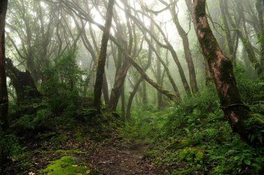 Orta Amerika 'da tropikal yağmur ormanları