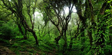 Orta Amerika 'da tropikal yağmur ormanları