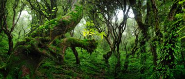 Orta Amerika 'da tropikal yağmur ormanları