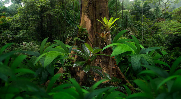 Тропические леса Центральной Америки