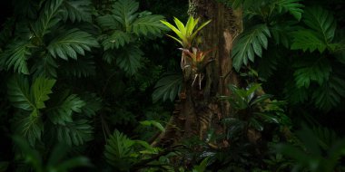 Orta Amerika 'da tropikal yağmur ormanları