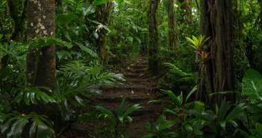 Orta Amerika 'da tropikal yağmur ormanları