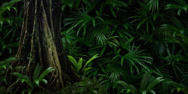 Orta Amerika 'da tropikal yağmur ormanları