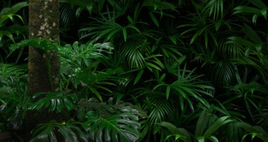 Orta Amerika 'da tropikal yağmur ormanları