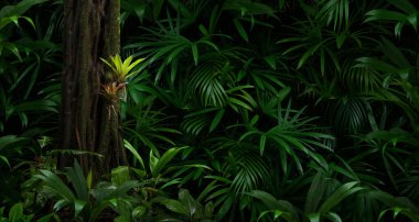 Orta Amerika 'da tropikal yağmur ormanları