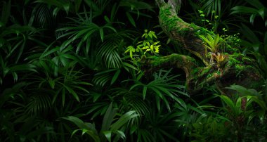 Orta Amerika 'da tropikal yağmur ormanları