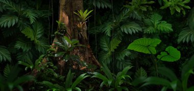 Orta Amerika 'da tropikal yağmur ormanları