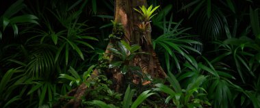 Orta Amerika 'da tropikal yağmur ormanları