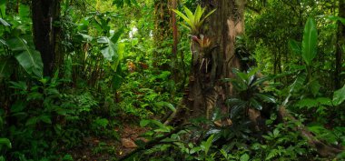 Orta Amerika 'da tropikal yağmur ormanları