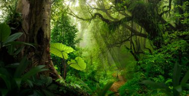 Orta Amerika 'da tropikal yağmur ormanları