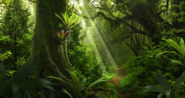 Orta Amerika 'da tropikal yağmur ormanları