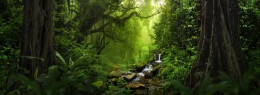 Orta Amerika 'da tropikal yağmur ormanları