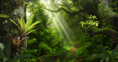 Orta Amerika 'da tropikal yağmur ormanları