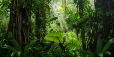 Orta Amerika 'da tropikal yağmur ormanları