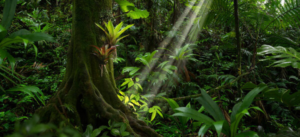 Тропические леса Центральной Америки