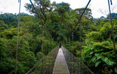Yağmur ormanlarındaki asma köprü