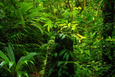 Yaprakları ve büyük ağaçları olan tropik yağmur ormanları