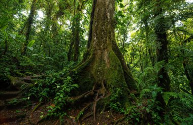 Yaprakları ve büyük ağaçları olan tropik yağmur ormanları