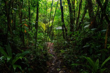 Yaprakları ve büyük ağaçları olan tropik yağmur ormanları