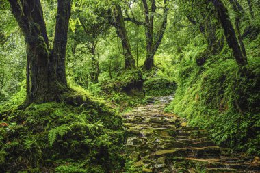 Yaprakları ve büyük ağaçları olan tropik yağmur ormanları