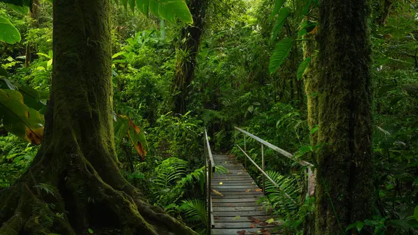 Forêt Pluviale Avec Feuilles Grands Arbres Image En Vente