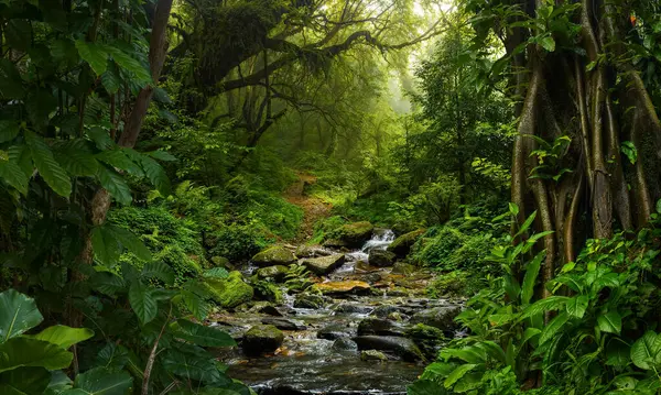 Forêt Pluviale Avec Feuilles Grands Arbres Images De Stock Libres De Droits
