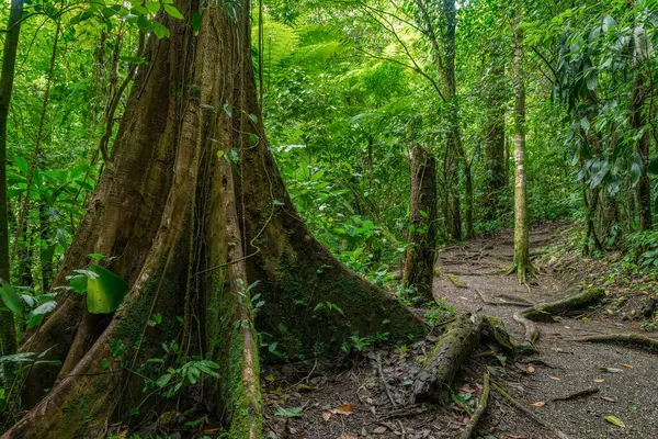 Esőerdő Levelekkel Nagy Fákkal Jogdíjmentes Stock Fotók