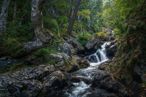 Rivière Avec Cascade Dans Forêt Photo De Stock