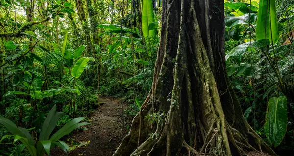 Trópusi Esőerdő Levelekkel Nagy Fákkal Jogdíjmentes Stock Képek
