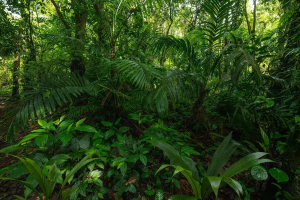 Тропічний Дощовий Ліс Листям Великими Деревами Ліцензійні Стокові Зображення