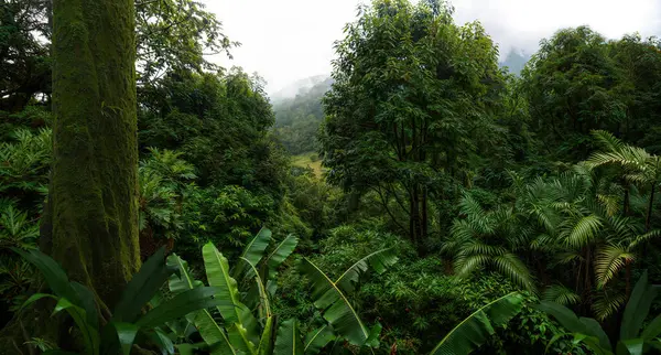 Trópusi Esőerdő Levelekkel Nagy Fákkal Stock Fotó