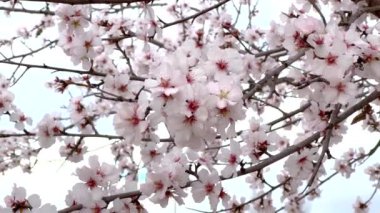 Badem çiçeğinin dalları hafif rüzgarla hareket eder.