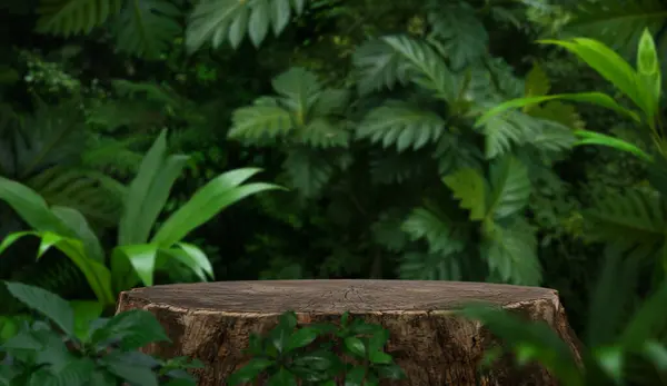 Nagy Fatönk Vágott Termék Bemutatására Trópusi Erdőben Stock Kép