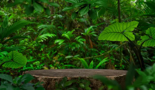 Nagy Fatönk Vágott Termék Bemutatására Trópusi Erdőben Stock Fotó