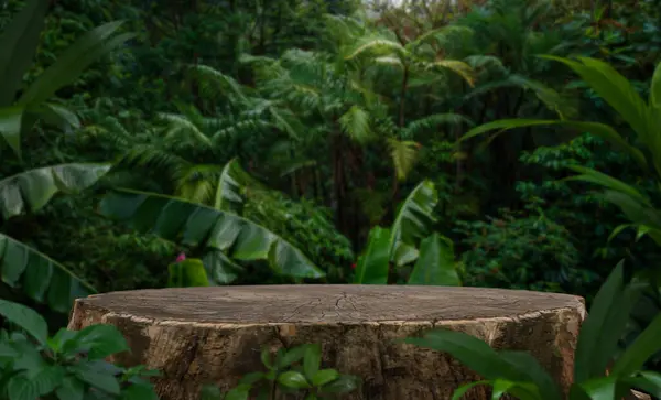 Nagy Fatönk Vágott Termék Bemutatására Trópusi Erdőben Jogdíjmentes Stock Fotók