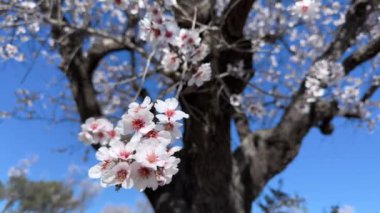 Badem çiçeğinin dalları hafif rüzgarla hareket eder.