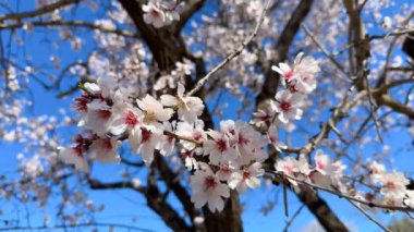 Badem çiçeğinin dalları hafif rüzgarla hareket eder.